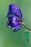 MonksHood.JPG