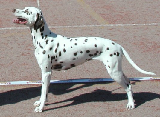 � Daluki