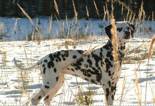 � Marnellin Kennel