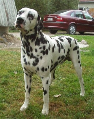 � Marnellin Kennel