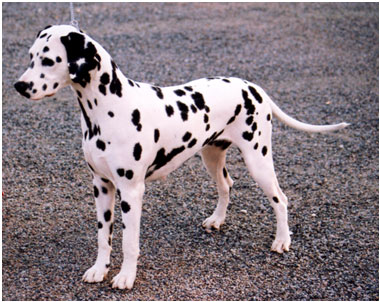 � Marnellin Kennel