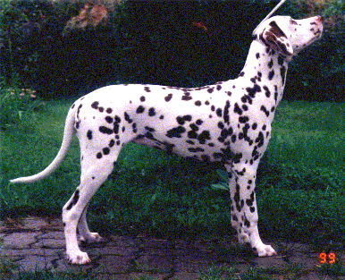 � Marnellin Kennel