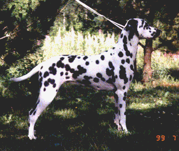 � Marnellin Kennel