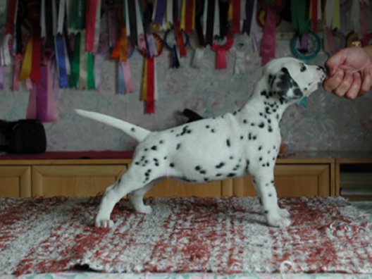 � Marnellin Kennel