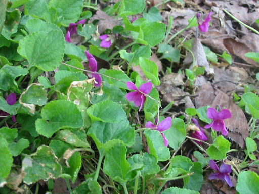 Violets