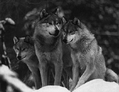 3 Wolves