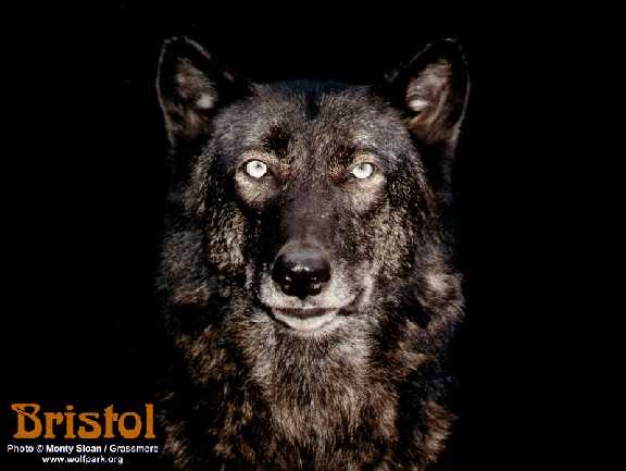 My Wolf's Gift