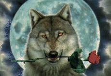 wolfrose