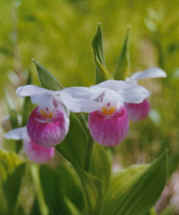 lady slipper 1.jpg (20098 bytes)