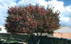 arbol h.JPG (29186 bytes)
