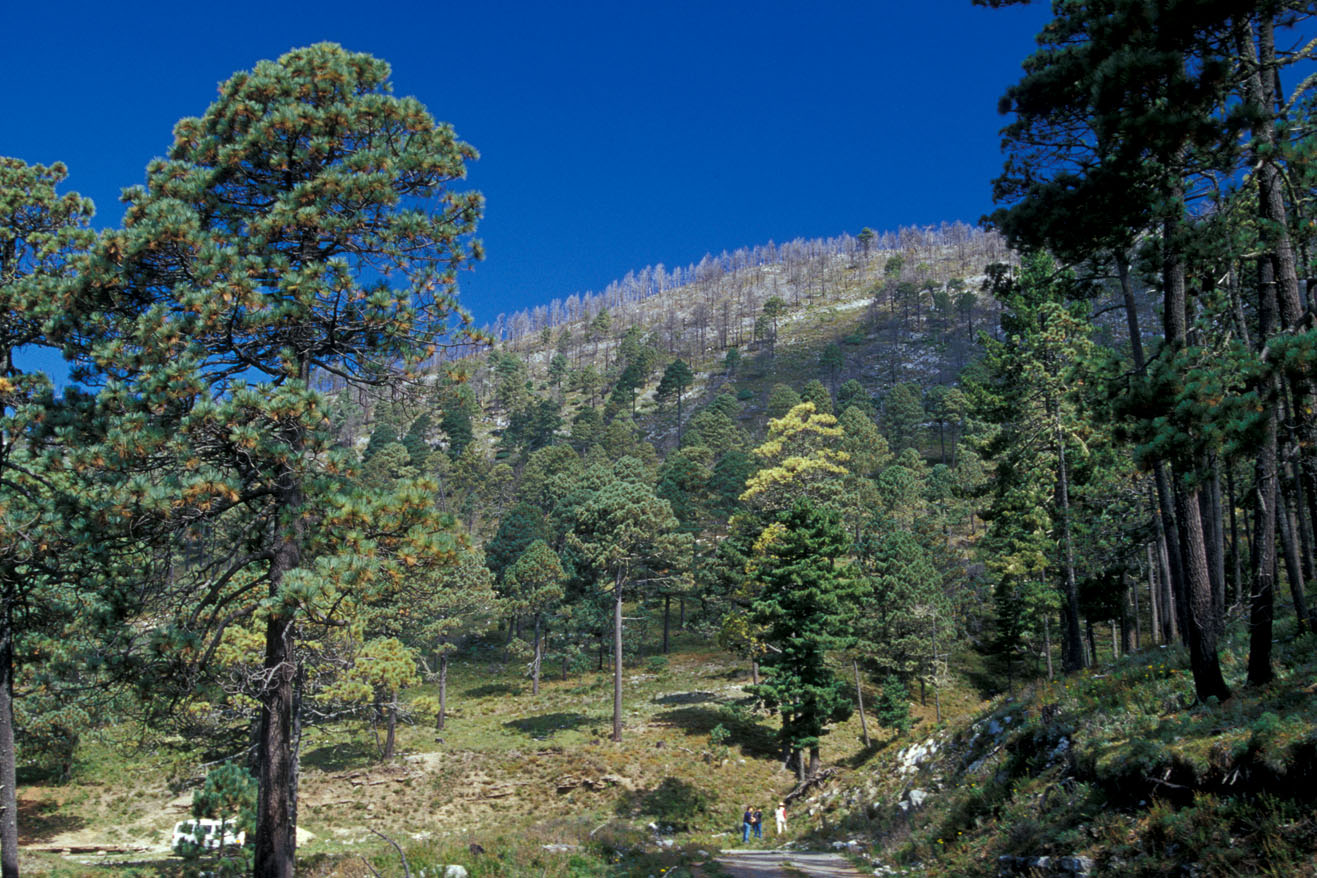 Pinus strobiformis Cerro del Potos�, NL