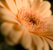 Lovely Yellow Daisy