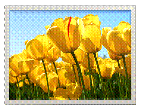 Tulips.jpg
