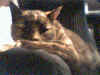 peanut.jpg (108436 bytes)