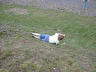 jill reese rolling down the hill..