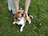 our only girl dog.. sam (samantha..) purebred beagle