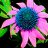 funkflower