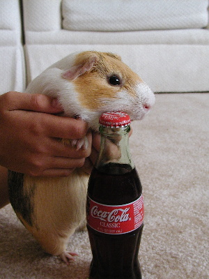 Soda-drinking Clyde