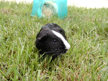 Cocoa