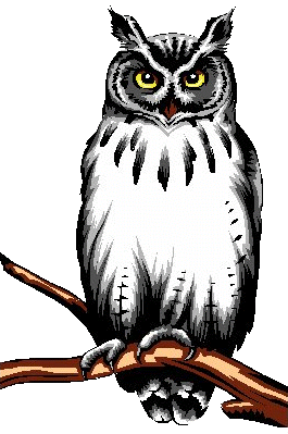 wise owl