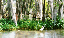 Louisiana Swamp