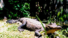 Alligator in a swamp