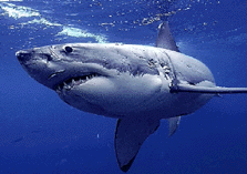 What lurks in the deep
