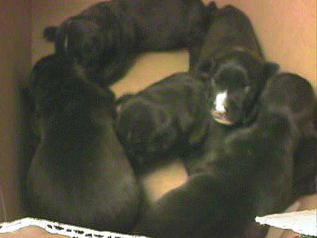 pupp2.jpg