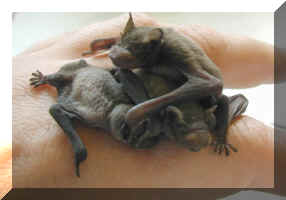 baby bat pile
