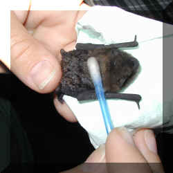 Bubbles' batty bud bath