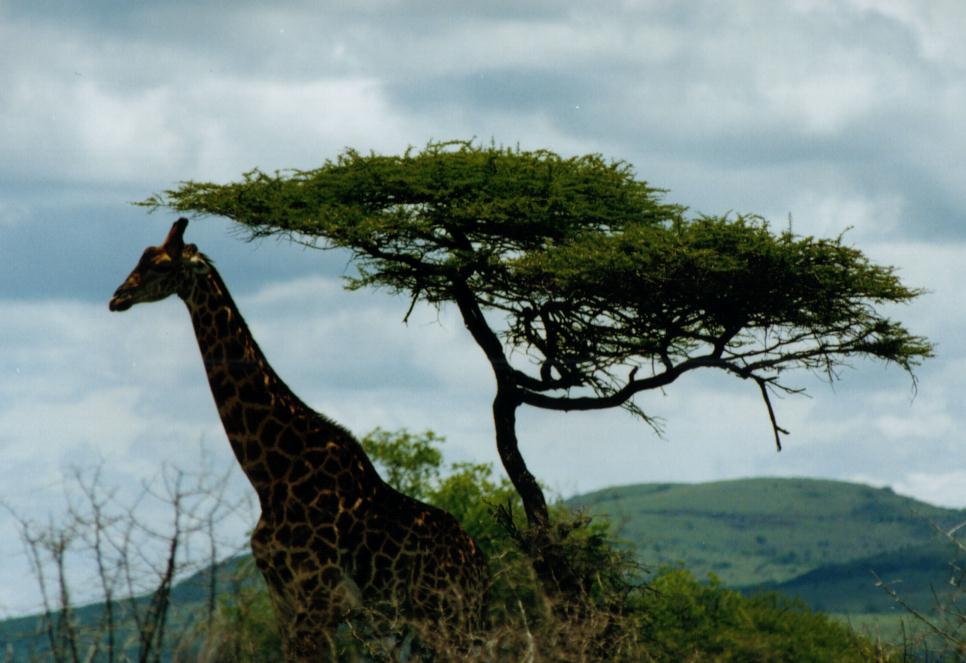 Umfolozi Game Park