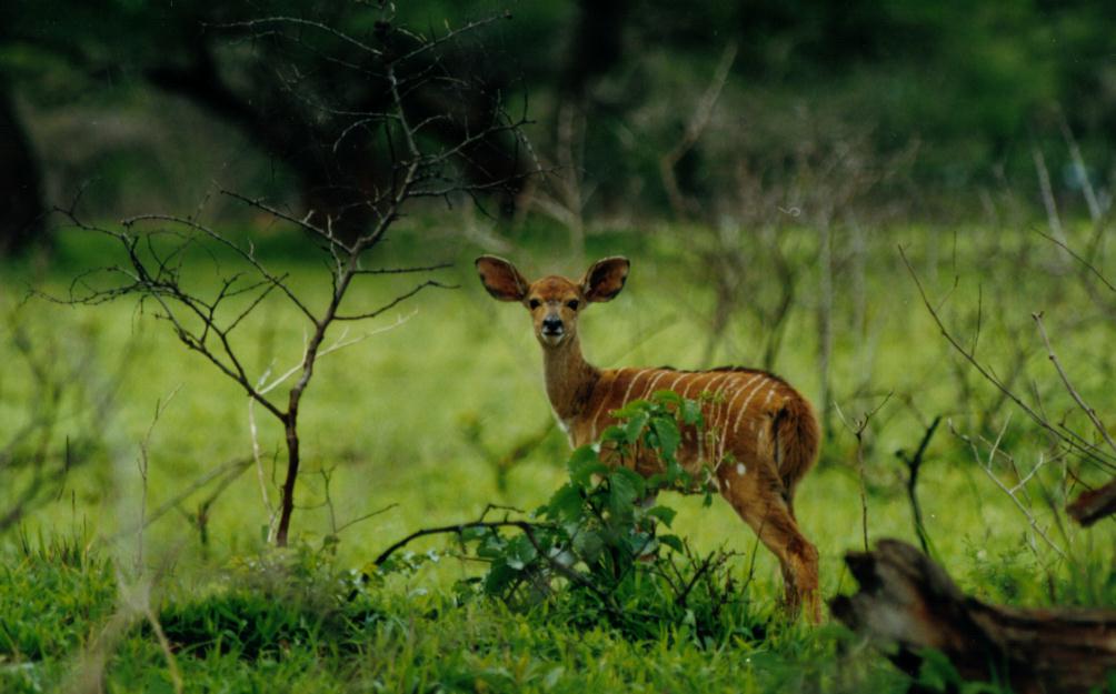 Umfolozi Game Park