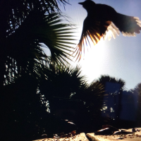 flying bird silhouette photograph