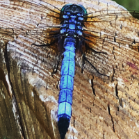 blue dragonfly photograph