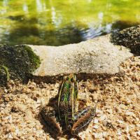 frog photograph