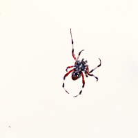 spider photograph