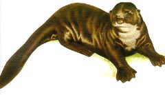 Ariranha