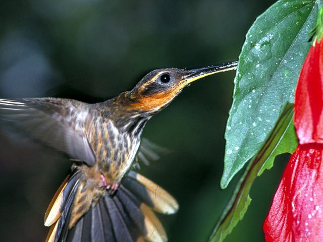 Beija-Flor-Grande da Mata