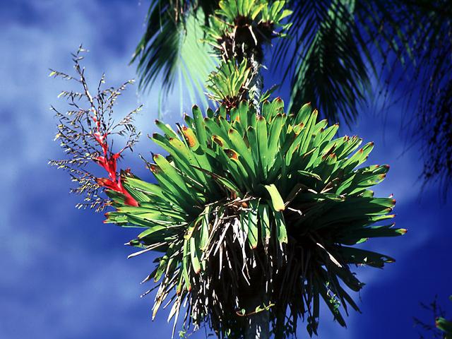 http://www.geocities.ws/piracemaecologia/bromelia-2.jpg