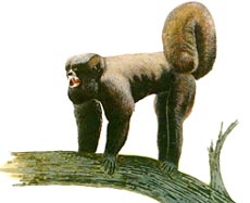 Caxiu