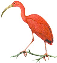 Guar� Vermelho