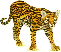 Jaguatirica