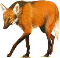Lobo Guar�