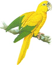 Guaruba ou Papagaio Imperail