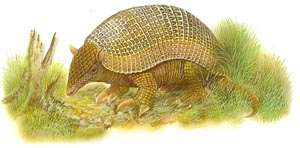 Tatu Canastra