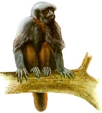 Uacari Preto