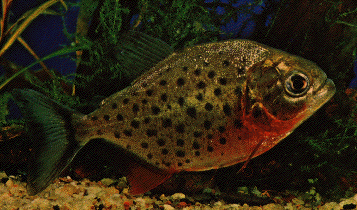 Red Bellied Piranha