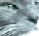 My Big ol dead cat, Murre! :*)