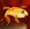 GoldFish Mind (2008)