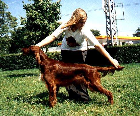 Est, Rus & RKF Ch Bora izpod Bel�ce at 2 years old